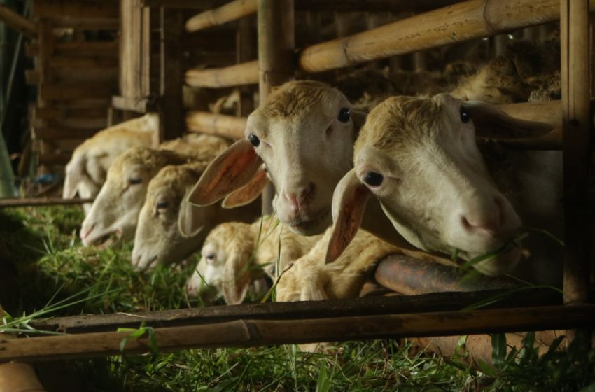 Mesin Qurban: Solusi Modern Pengolahan Daging Qurban Lebih Cepat, Higienis, dan Efisien