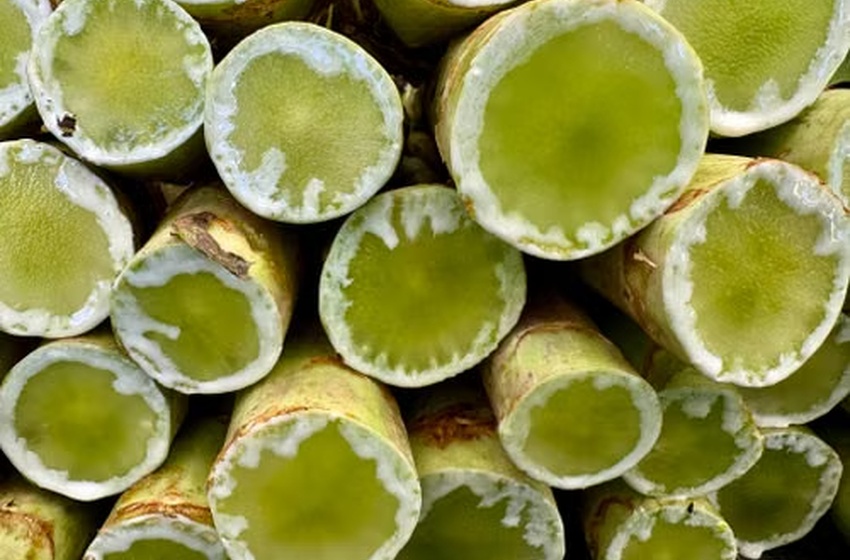 Panduan Memilih Mesin Juicer Buah di Medan: Kenali SCP-E100 dari FOMAC